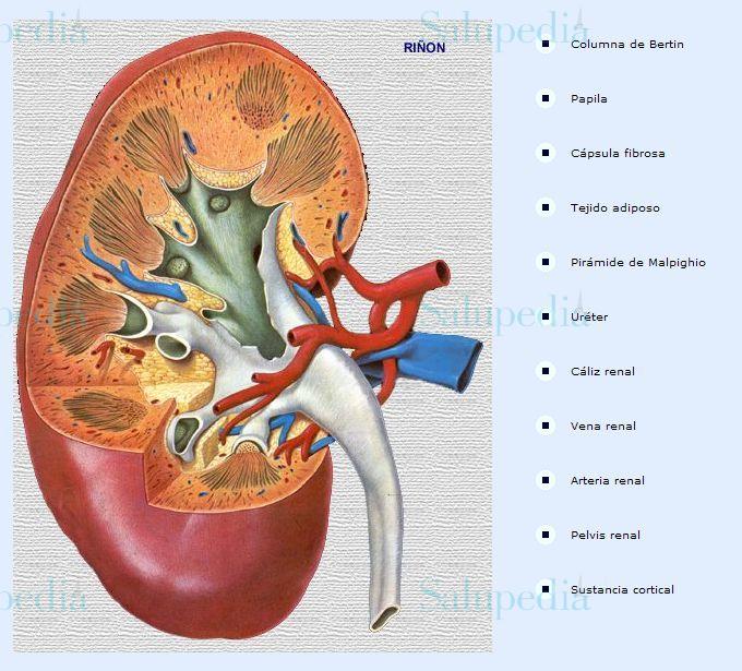 Cache grafica http://www.iqb.es/cbasicas/anatomia/rinon/rinon02.htm  