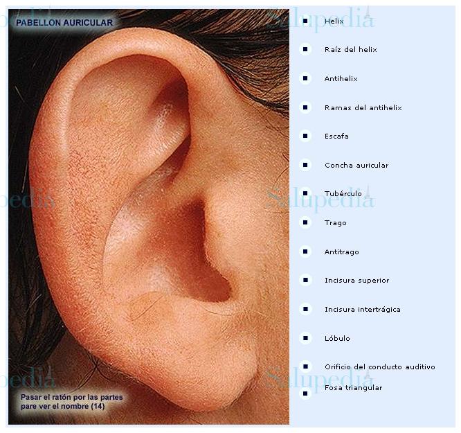 Cache grafica http://www.iqb.es/diccio/o/images/oreja/oreja01/oreja01.htm  