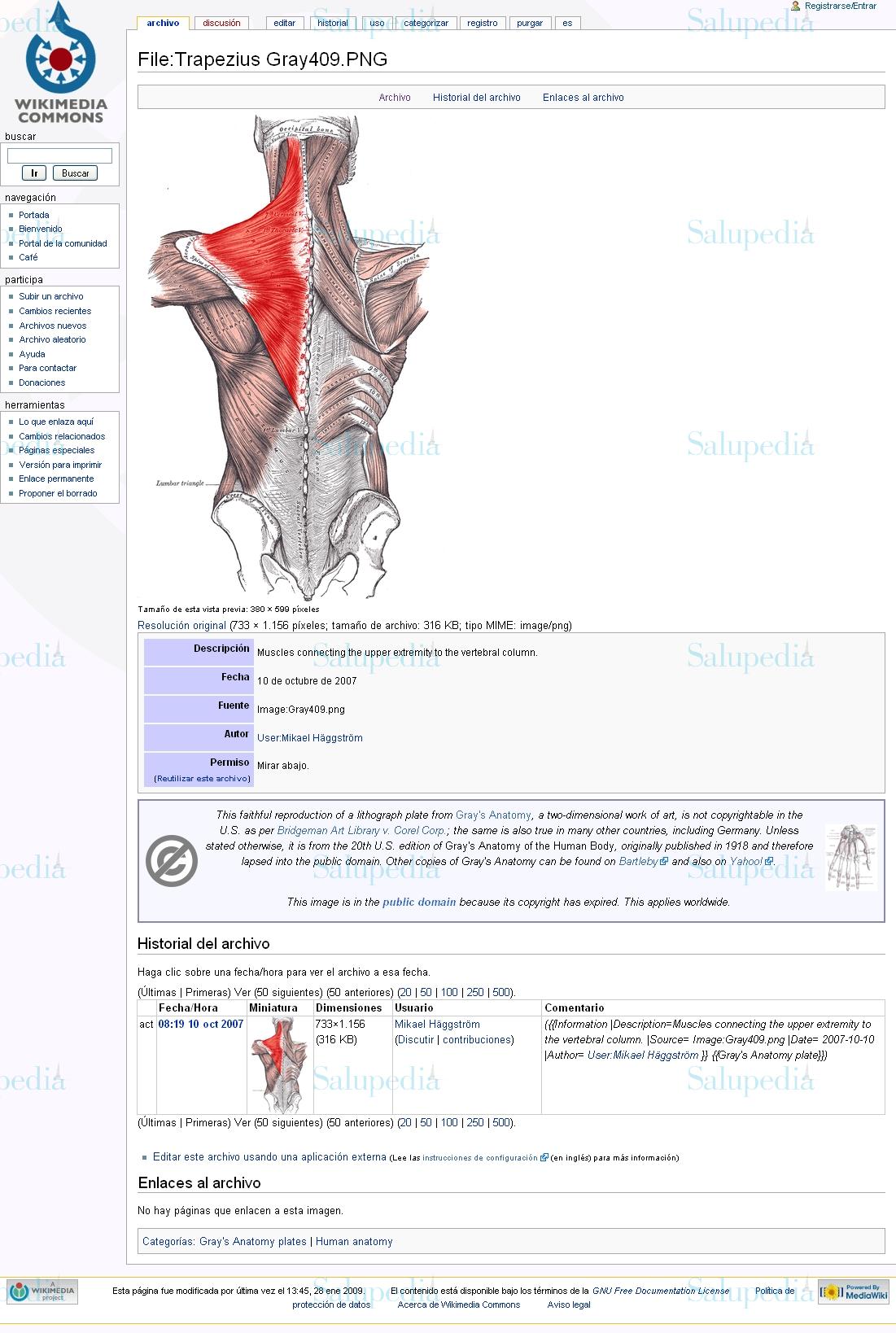Cache grafica http://commons.wikimedia.org/wiki/File:Trapezius_Gray409.PNG#file  