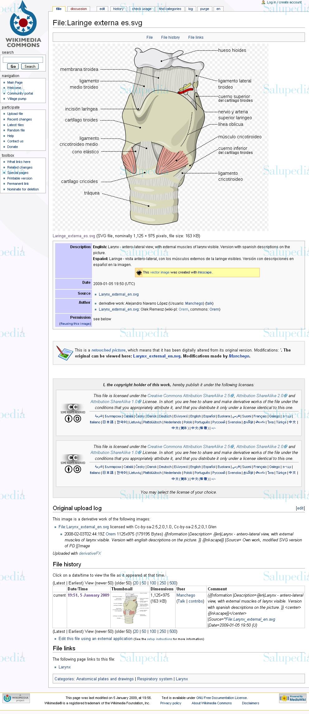 Cache grafica http://commons.wikimedia.org/wiki/File:Laringe_externa_es.svg  
