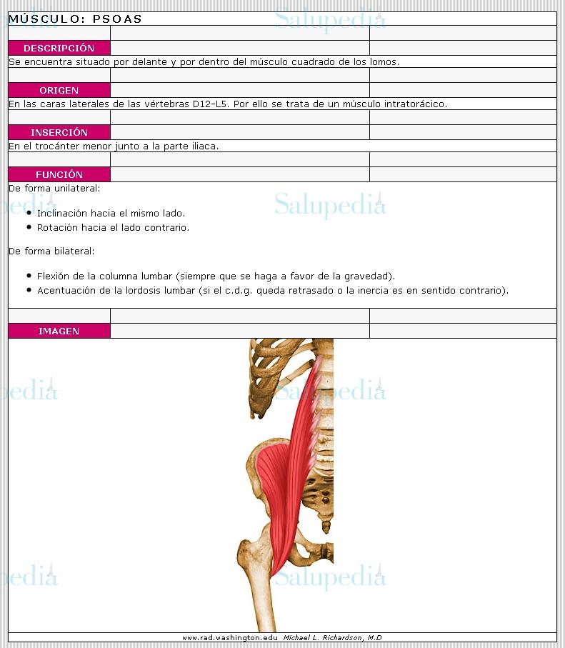 Cache grafica http://www.ugr.es/~dlcruz/musculos/musculos/psoas.htm  