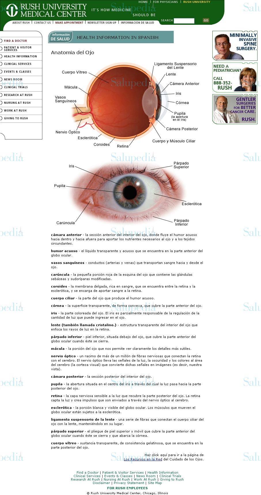 Cache grafica http://www.rush.edu/spanish/speds/eye/eyeant.html  