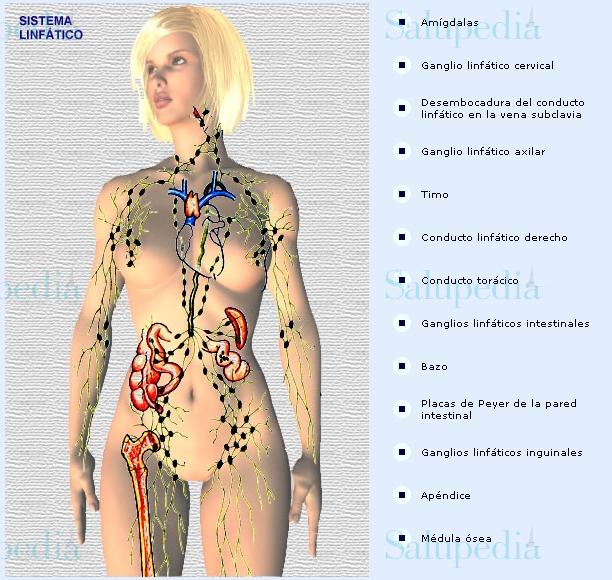 Cache grafica http://www.iqb.es/cbasicas/anatomia/bazo/bazo01/bazo01.htm  