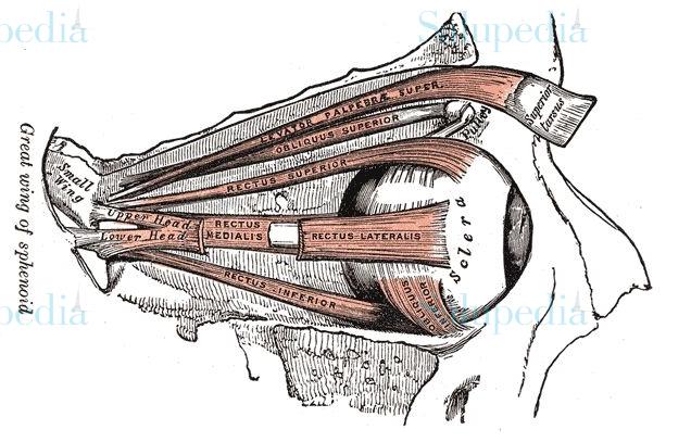 Cache grafica http://upload.wikimedia.org/wikipedia/commons/f/f3/Eyemuscles.jpg  