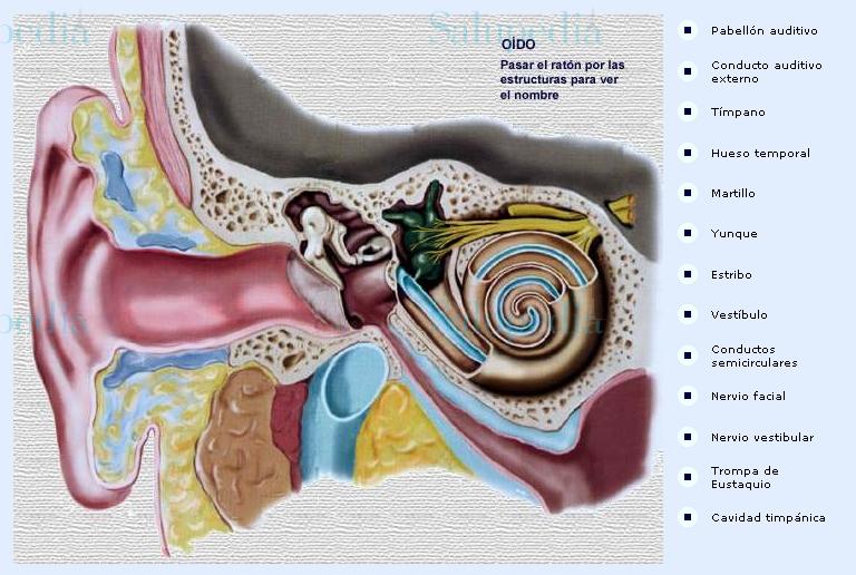 Cache grafica http://www.iqb.es/diccio/o/images/oido2/oido02.htm  