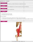 Captura de http://www.ugr.es/~dlcruz/musculos/musculos/psoas.htm