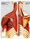 Captura de http://www.iqb.es/cbasicas/anatomia/musculos/images/torax02/torax02.htm