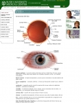 Captura de http://www.rush.edu/spanish/speds/eye/eyeant.html