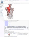 Captura de http://commons.wikimedia.org/wiki/File:Trapezius_Gray409.PNG#file