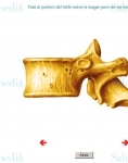 Captura de http://www.juntadeandalucia.es/averroes/~29701428/salud/ssvv/verte1.htm