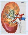 Captura de http://www.iqb.es/cbasicas/anatomia/rinon/rinon02.htm