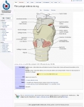 Captura de http://commons.wikimedia.org/wiki/File:Laringe_externa_es.svg