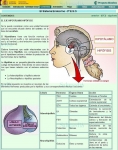 Captura de http://recursos.cnice.mec.es/biosfera/alumno/3ESO/Sistendo/hipotalamo_hipofisis.htm