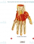 Captura de http://www.juntadeandalucia.es/averroes/~29701428/salud/ssvv/muscu21.htm