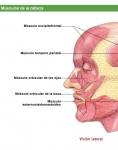 Captura de http://www.saludalia.com/Saludalia/web_saludalia/atlas/doc/musculos/doc/99g_fb.htm