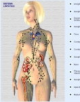 Captura de http://www.iqb.es/cbasicas/anatomia/bazo/bazo01/bazo01.htm