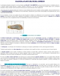 Captura de http://www.championchip.cat/lliga2007/medicina/fascitis_plantar.htm